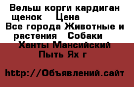 Вельш корги кардиган щенок  › Цена ­ 35 000 - Все города Животные и растения » Собаки   . Ханты-Мансийский,Пыть-Ях г.